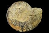Bathonian Ammonite (Procerites) Fossil - France #152709-1